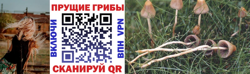Псилоцибиновые грибы прущие грибы Калтан
